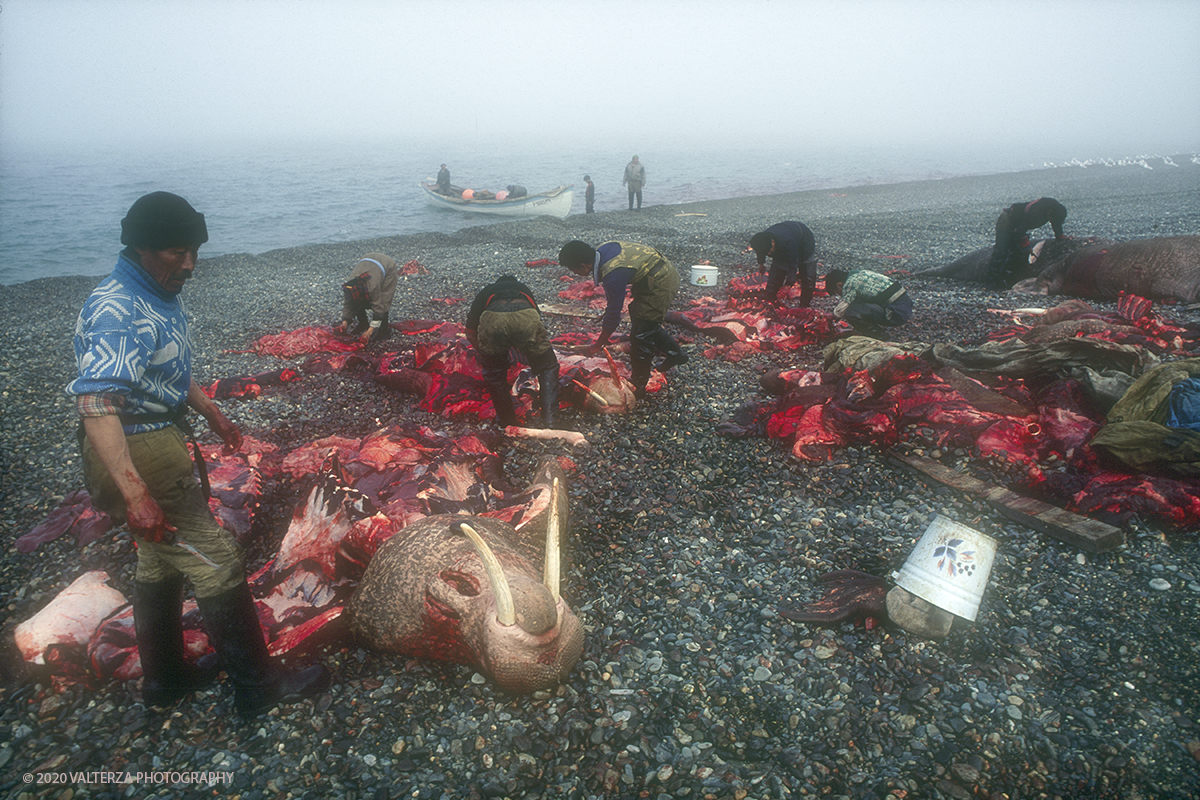 148 SIBERIA.jpg - Luglio/Agosto 1992. Siberia, terra dei Chukchi. Nell'oceano artico  125 Km a nord-est della penisola dei Chukchi (Siberia) c'Ã¨ l'isola di Wrangel, essa ospita piÃ¹ del doppio di specie vegetali (417) di qualsiasi territorio artico a paritÃ  di superficie nonchÃ¨ 30 specie diverse di uccelli oltre ad orsi polari, foche e trichechi ; per questo motivo   Ã¨ stata proclamata patrimonio dell'umanitÃ  dall'UNESCO. Nella foto Uelen , momenti della macellazione dei trichechi cacciati.